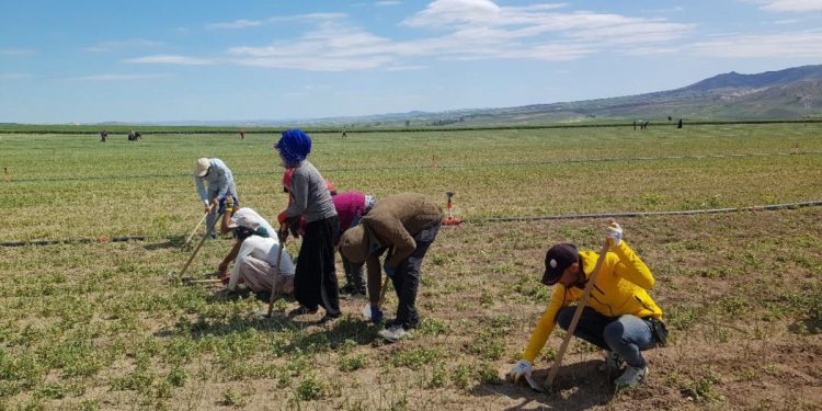 Mülteciler Tarlalarda Yaşam Mücadelesi Veriyor