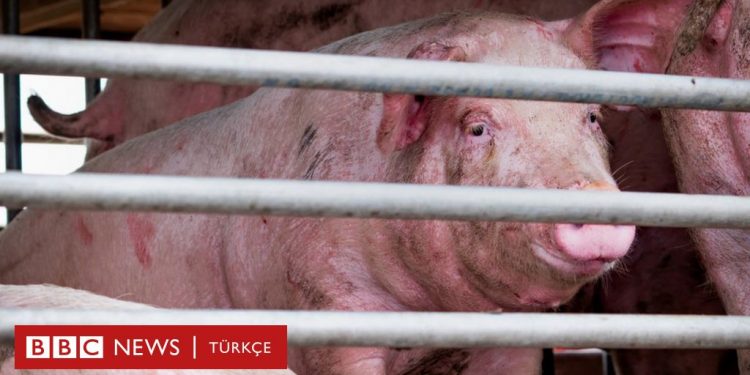 Çin’de pandemi potansiyeli taşıyan yeni bir grip virüsü tespit edildi