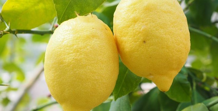 ‘Üretici limonu 2.5 liraya satıyor, markette 10 lira’