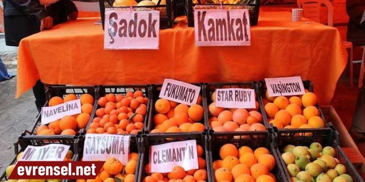 Narenciyede fiyat artacak: Üretici ve tüketiciyi koruyacak politika gerekiyor