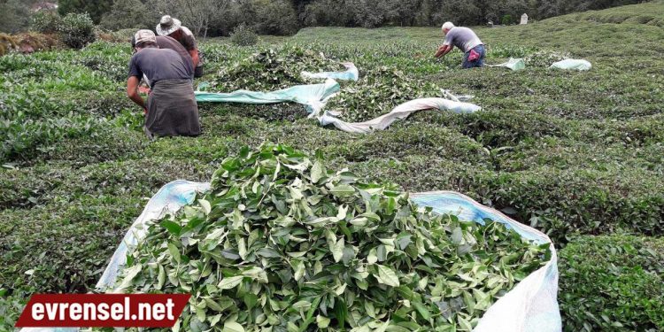 ÇAYKUR’da ikinci sürgün kotası belirlendi, üretici endişeli