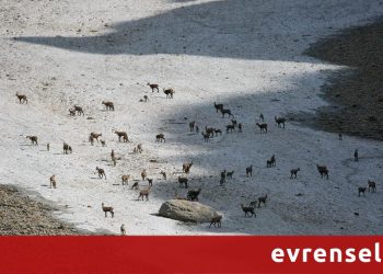 “Dersim yaylaları hoyratça kullanılıyor”