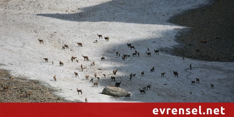 “Dersim yaylaları hoyratça kullanılıyor”