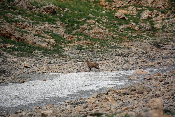 çengel boynuzlu yaban keçisi olarak bilinen şamua 