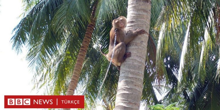 Tayland’da maymunların meyve toplayıcısı olarak çalıştırıldığı ortaya çıktı