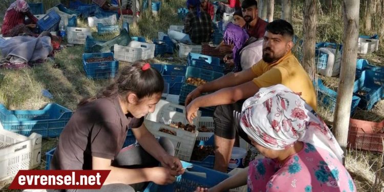 1 yevmiye 1 bebek maması etmiyor, mevsimlik işçi köle mi!