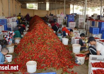 100 kilo acı biber temizleyip 50 lira alıyorlar