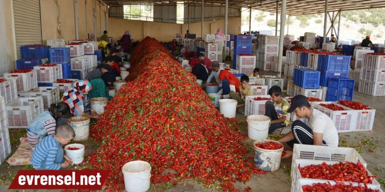 100 kilo acı biber temizleyip 50 lira alıyorlar