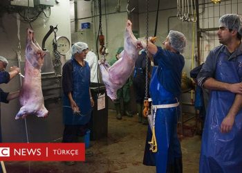 Belçika’da ‘yasadışı helal kesim yapan’ mezbahaya baskın: 40 kurbana el kondu