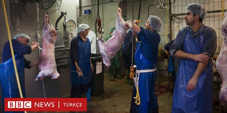 Belçika’da ‘yasadışı helal kesim yapan’ mezbahaya baskın: 40 kurbana el kondu