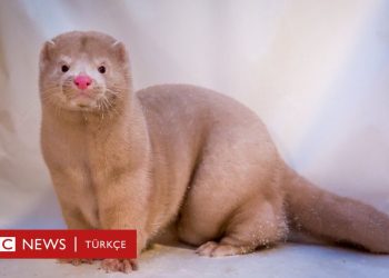 1,5 milyon hayvanın itlaf edildiği Hollanda’da vizon çiftlikleri tamamen kapatılıyor