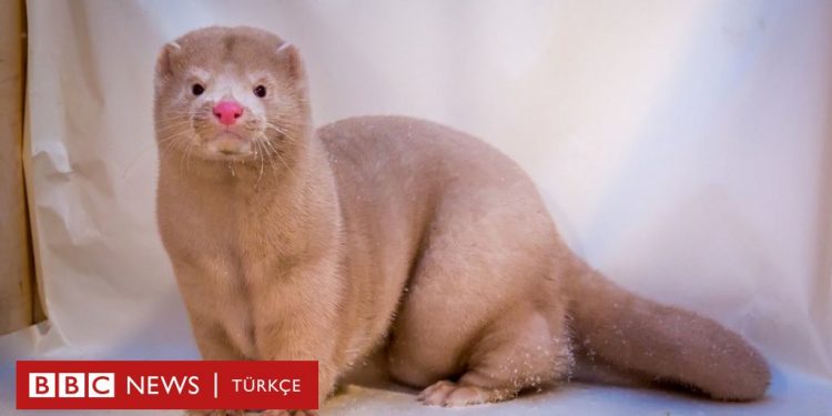 1,5 milyon hayvanın itlaf edildiği Hollanda’da vizon çiftlikleri tamamen kapatılıyor