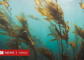 Deniz yosunu geleceğin gıdası ve yakıtı olabilir mi?