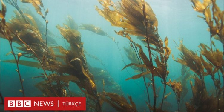 Deniz yosunu geleceğin gıdası ve yakıtı olabilir mi?