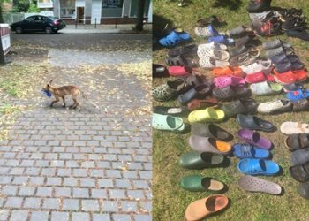 100’den fazla terlik ve ayakkabı çalan tilki, suç üstü yakalandı