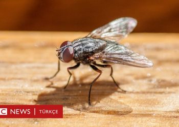 Fransa’da bir adam sinek öldürmek isterken evini havaya uçurdu