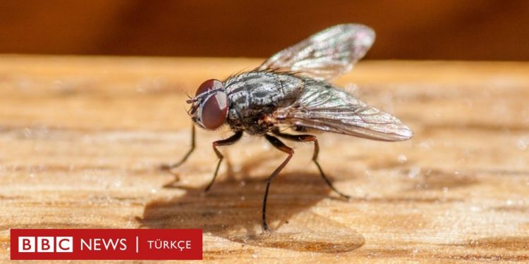 Fransa’da bir adam sinek öldürmek isterken evini havaya uçurdu