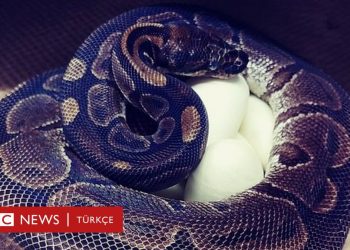 En az 15 yıldır çiftleşmeyen 62 yaşındaki kraliyet pitonu, yedi yumurta yaptı