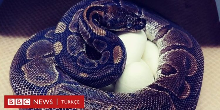 En az 15 yıldır çiftleşmeyen 62 yaşındaki kraliyet pitonu, yedi yumurta yaptı