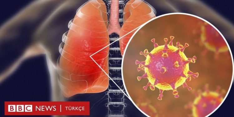 Hollandalı bilim insanları: Koronavirüse karşı bağışıklık endişe verici derecede kısa