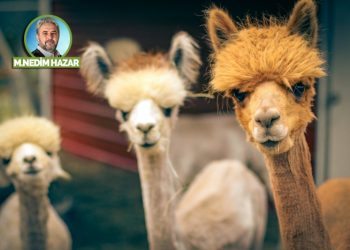 Bir post-AKP hastalığı: Lamaizm!