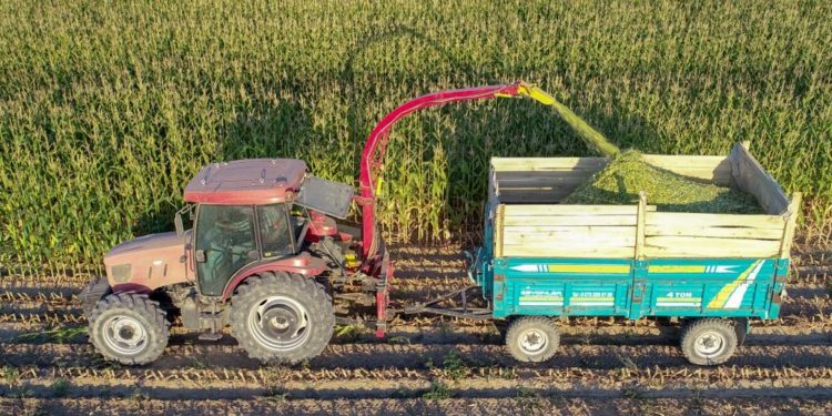 Buğday, arpa ve mısır ithalatında gümrük vergisi geçici olarak sıfırlandı