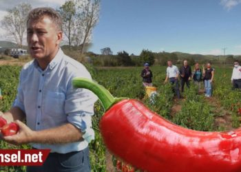 Markette 7 lira olan biberi çiftçi 45 kuruşa satamadı, biber koyunlara yem oldu