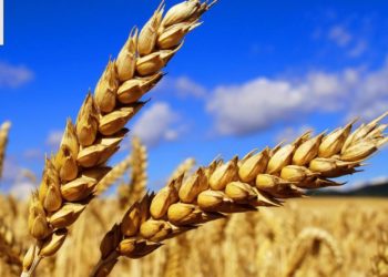 Hükümetin ‘makarna ihracatı için buğday ithalatı’ savunması doğru çıkmadı