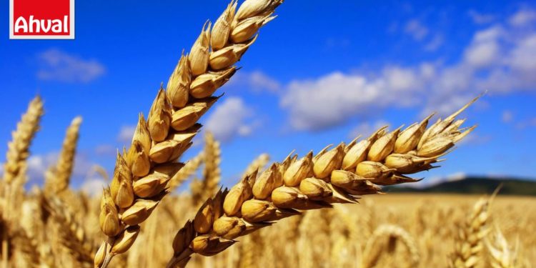 Hükümetin ‘makarna ihracatı için buğday ithalatı’ savunması doğru çıkmadı