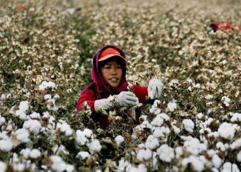 Rapor: Çin, 570 bin Uygur Türkünü pamuk tarlalarında ‘modern köle’ olarak çalıştırdı