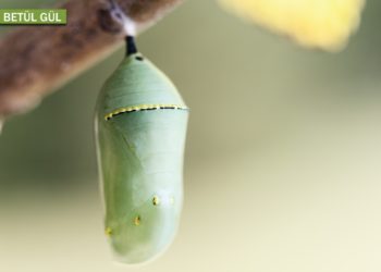 Metamorfoz ve yaratılışın ispatı