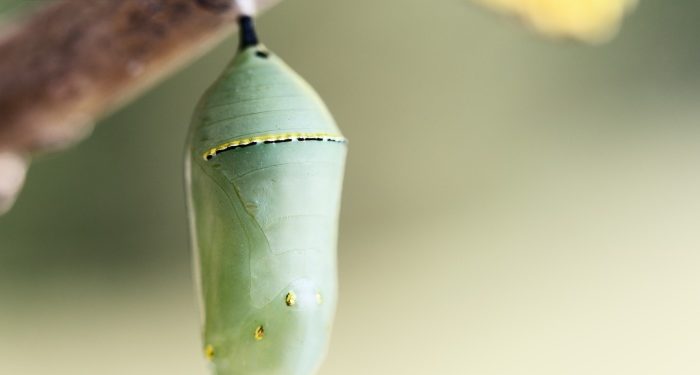 Metamorfoz ve yaratılışın ispatı