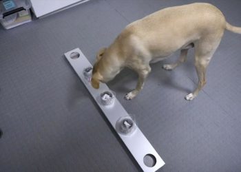 Finlandiya’da köpekler Covid-19 taraması yapıyor: Doğruluk payı yüzde 100’e yakın