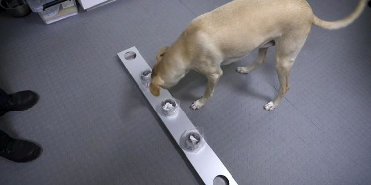 Finlandiya’da köpekler Covid-19 taraması yapıyor: Doğruluk payı yüzde 100’e yakın