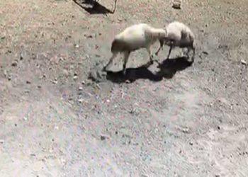 Kafa kafaya tokuşan iki koç telef oldu