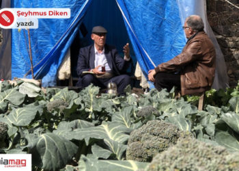 Diyarbakır Suriçi’nde Karpuzcu Sedat’ın brokoli bahçesi – Şeyhmus Diken