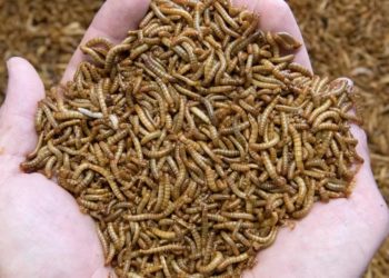 AB’de sarı un kurdu sofralara geliyor, larvası artık gıda olarak tüketilecek