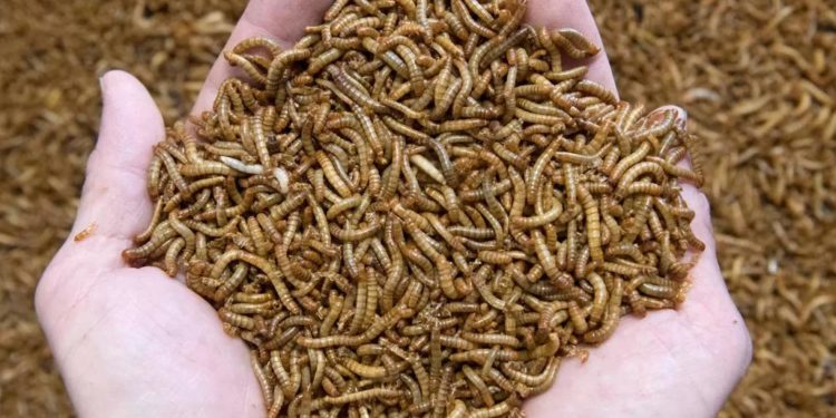 AB’de sarı un kurdu sofralara geliyor, larvası artık gıda olarak tüketilecek