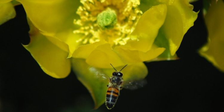 Bilim insanları, Covid-19’u saniyeler içinde tespit edebilen bal arılarını eğitiyor