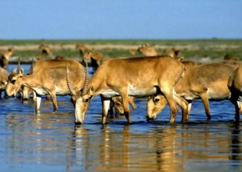 Kazakistan’da 350 Sayga antilobu düşen yıldırım nedeniyle öldü