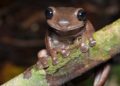 Bilim insanları ‘çikolatalı kurbağa’ adında yeni bir kurbağa türü keşfetti