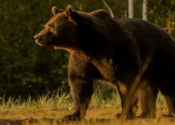 Bir Liechtenstein prensi AB’nin en büyük ayısını öldürmekle suçlanıyor