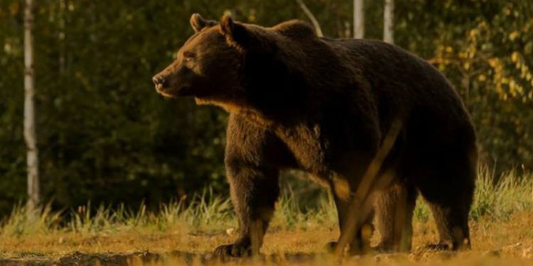 Bir Liechtenstein prensi AB’nin en büyük ayısını öldürmekle suçlanıyor