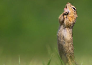 2020 Komik Vahşi Yaşam Fotoğrafları finalistleri belli oldu