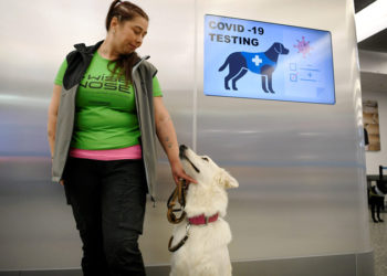 Araştırma: Köpekler, Koronavirüs tespitinde PCR testi kadar etkili olabilir