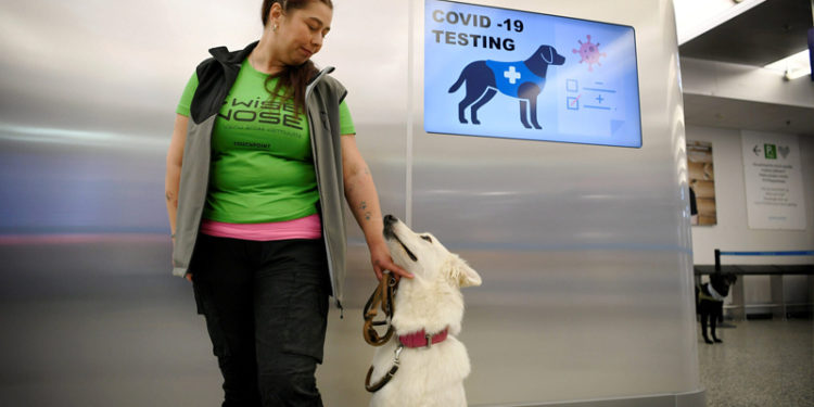 Araştırma: Köpekler, Koronavirüs tespitinde PCR testi kadar etkili olabilir