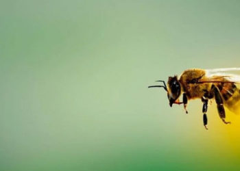 Bilim insanları koronavirüsü test edebilmesi için arıları eğitiyor