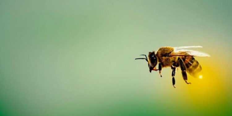 Bilim insanları koronavirüsü test edebilmesi için arıları eğitiyor