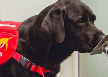 Bilim insanlarına göre özel eğitilmiş köpekler, koronavirüsün yayılmasının önlenmesine yardımcı olabilir