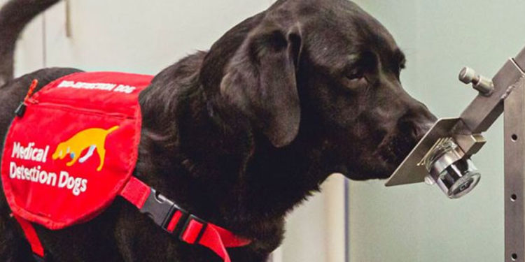 Bilim insanlarına göre özel eğitilmiş köpekler, koronavirüsün yayılmasının önlenmesine yardımcı olabilir